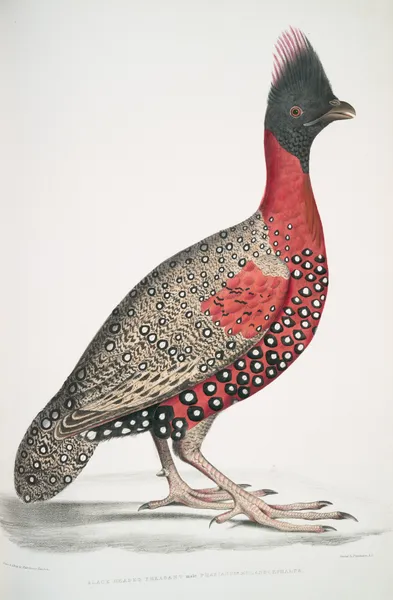 Black headed Pheasant,; Phasianus melanocephalus. Young male of former. av John Edward Gray