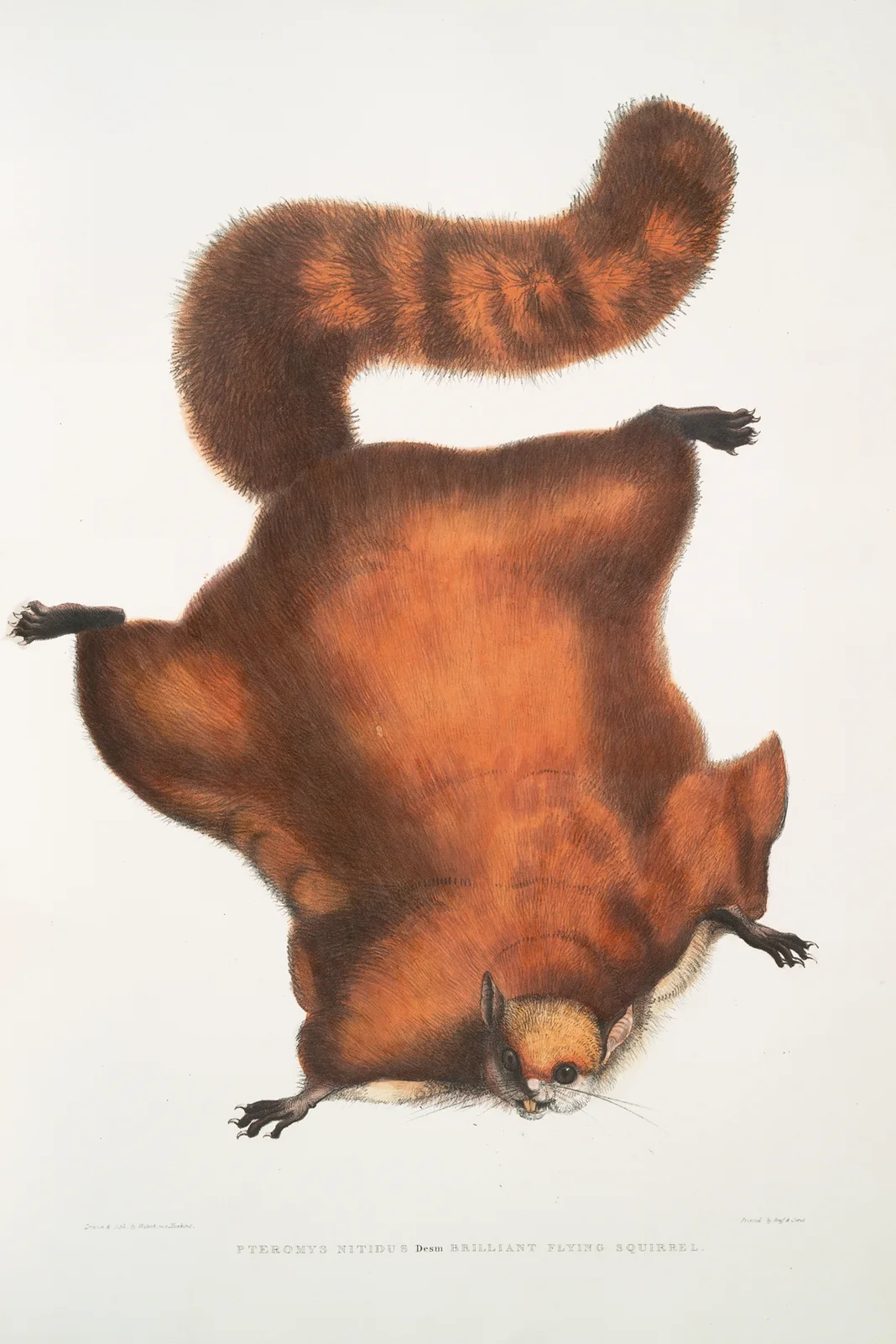 Brilliant Flying Squirrel, Pteromys nitidus. av John Edward Gray