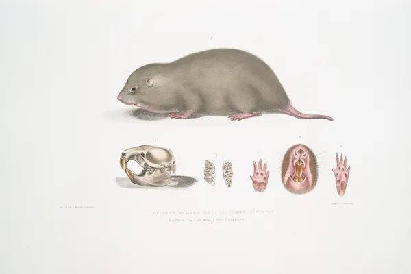 Chinese Bamboo Rat, Rhizomys Sinensis av John Edward Gray