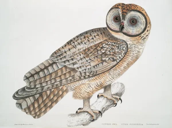 Chinese Owl, Strix Sinensis. av John Edward Gray