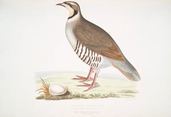 Chuckar Partridge, Perdix chukar. India. Natural size. av John Edward Gray
