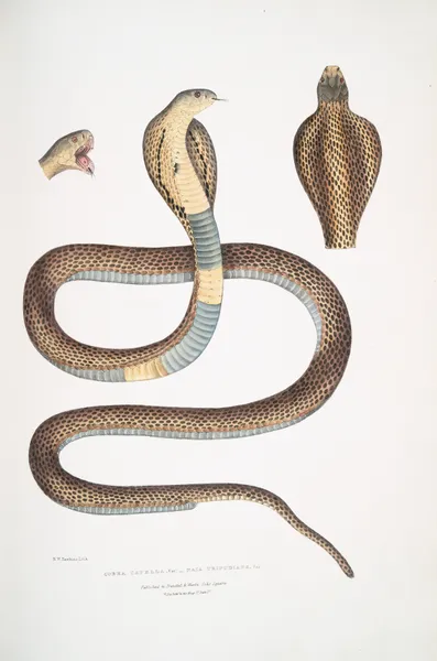 Cobra Capella,, var. , Naia tripudians, var. av John Edward Gray