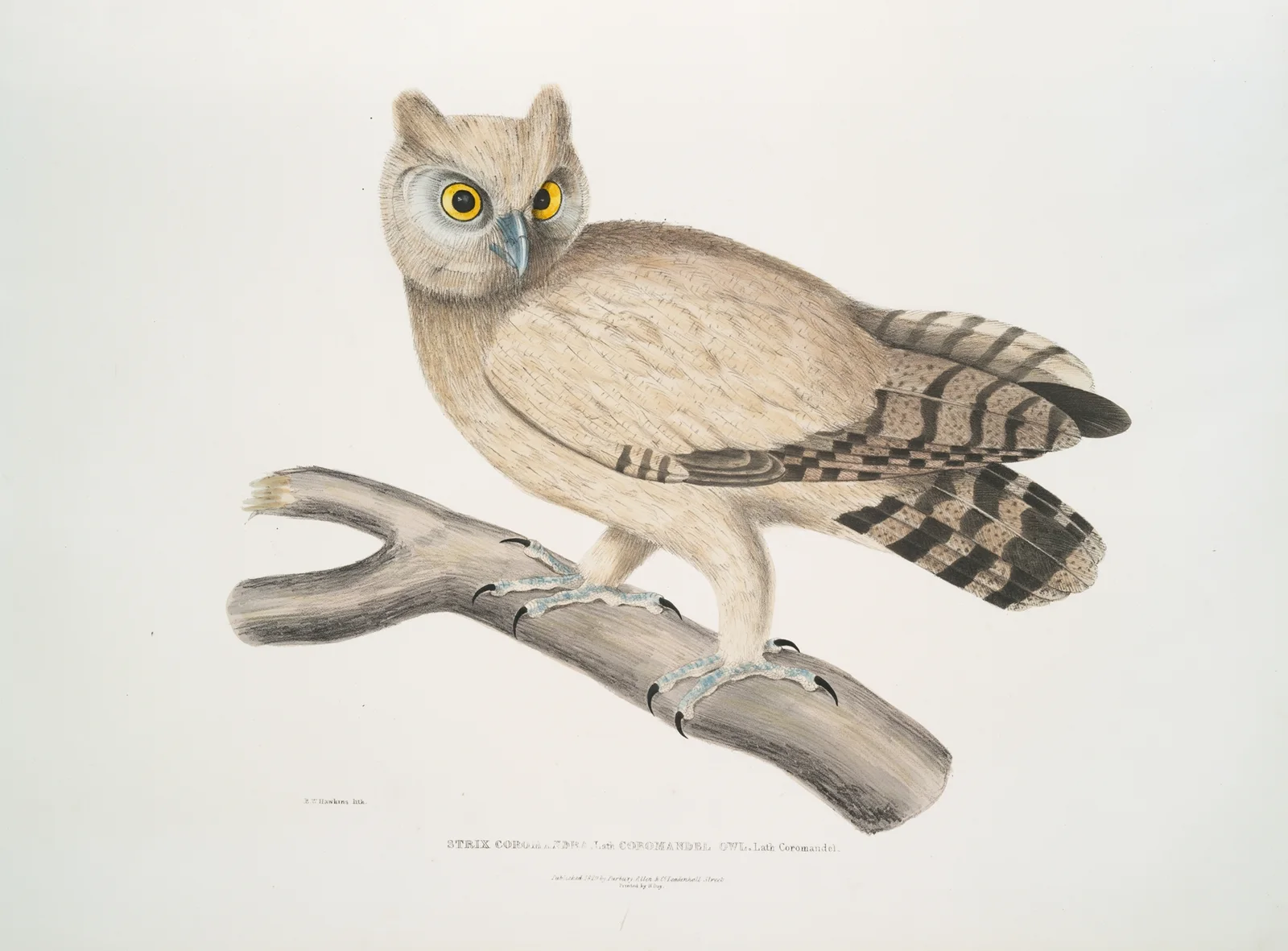 Coromandel Owl, Strix Coromandra. av John Edward Gray