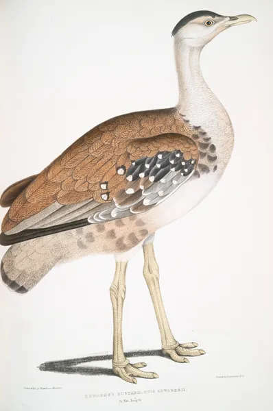 Edward’s Bustard, Otis Edwardsii av John Edward Gray