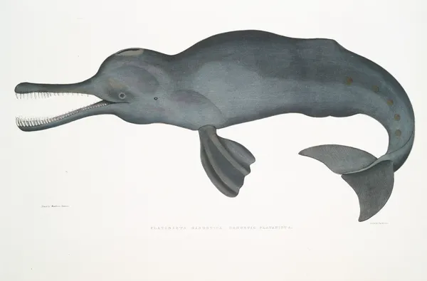 Gangetic Platanista, Platanista Gangetica. av John Edward Gray
