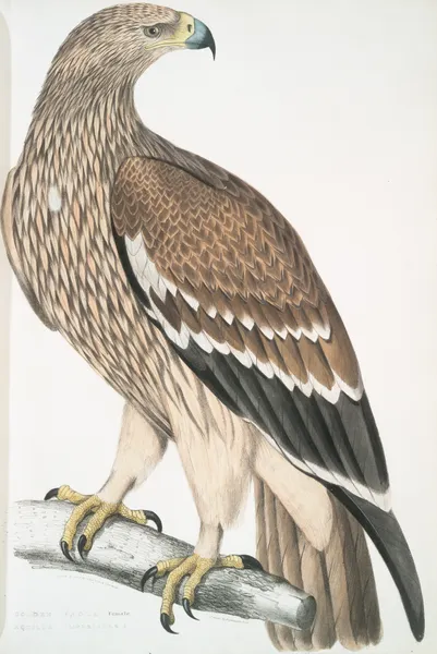 Golden Eagle, Aquilla imperialis. Female. av John Edward Gray