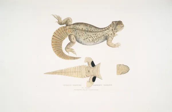 Hardwicke’s Uromastix, Uromastix Hardwickii. From Hindustan. av John Edward Gray