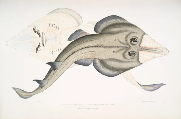 Indian [Armed] Rhinobatus, Rhinobatus armatus. av John Edward Gray