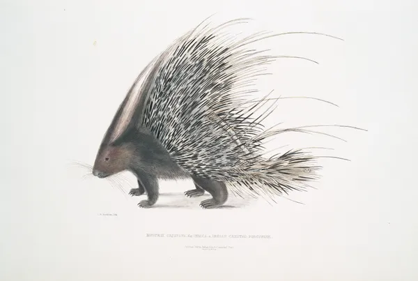 Indian Crested Porcupine, Histrix cristata. av John Edward Gray