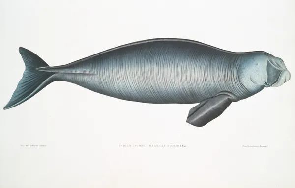 Indian Dugong, Halicora Dugung. av John Edward Gray