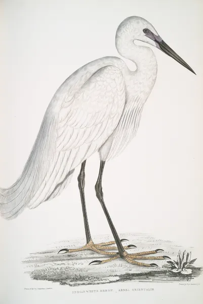 Indian white Heron, Ardea orientalis. av John Edward Gray