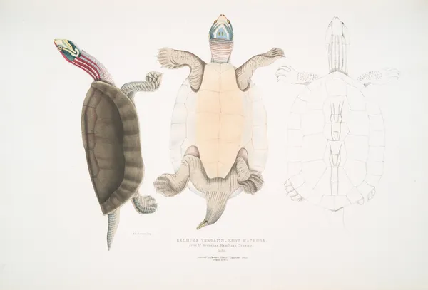 Kachuga Terrapin, Emys Kachuga. av John Edward Gray
