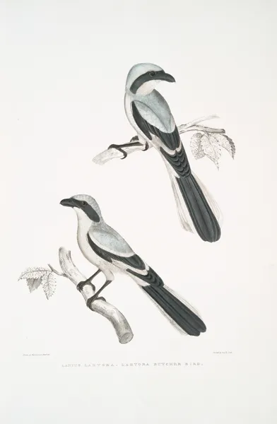 Lahtora Butcher Bird, Lanius Lahtora. av John Edward Gray