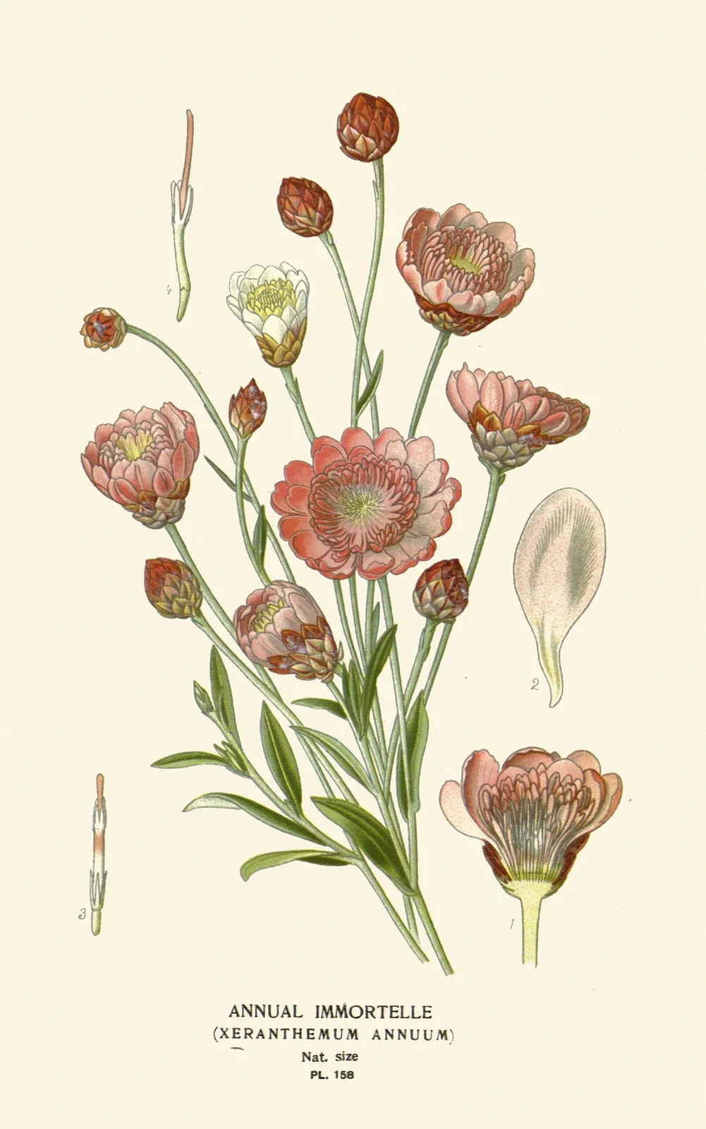 Annual Immortelle av Edward Step