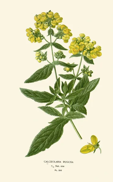 Calceolaria Rugosa av Edward Step