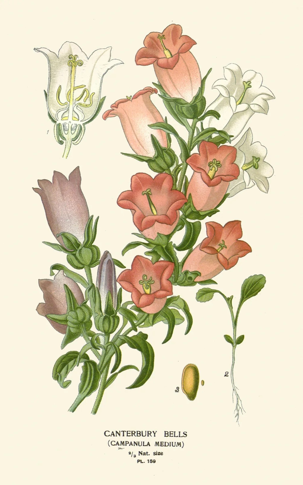 Canterbury Bells av Edward Step