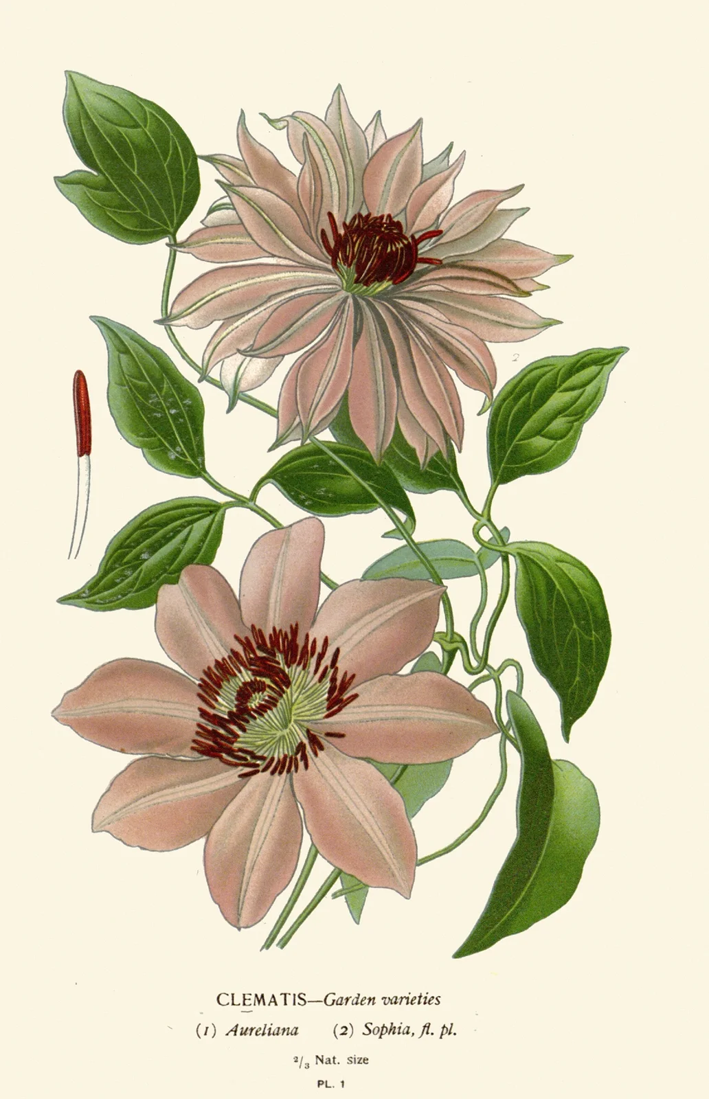 Clematis – Garden Varieties av Edward Step