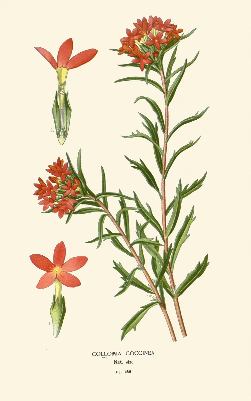Collomia Coccinea av Edward Step