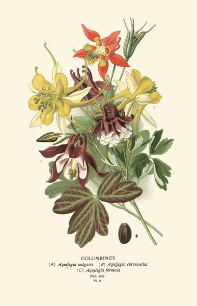 Columbines av Edward Step