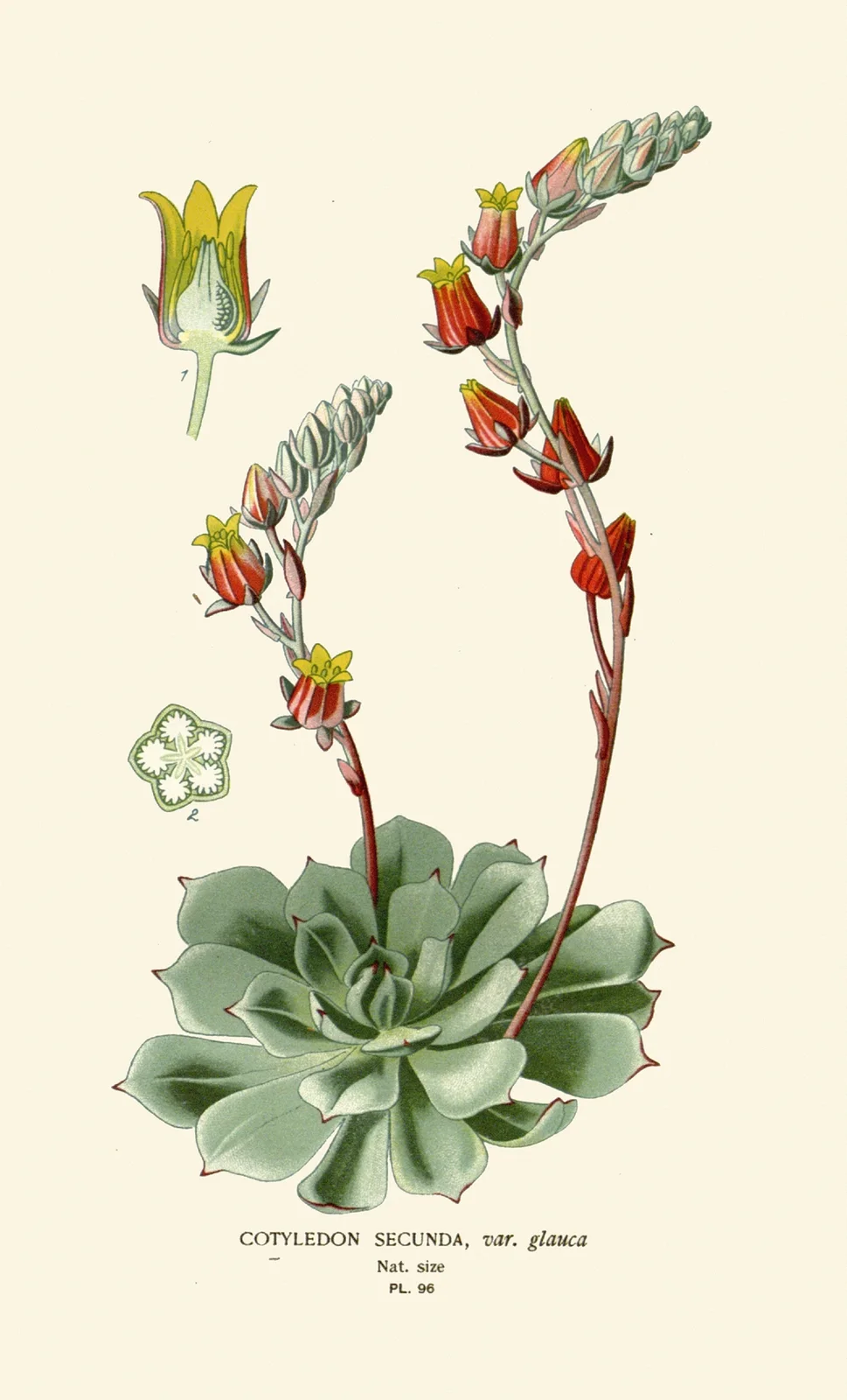 Cotyledon Secunda av Edward Step