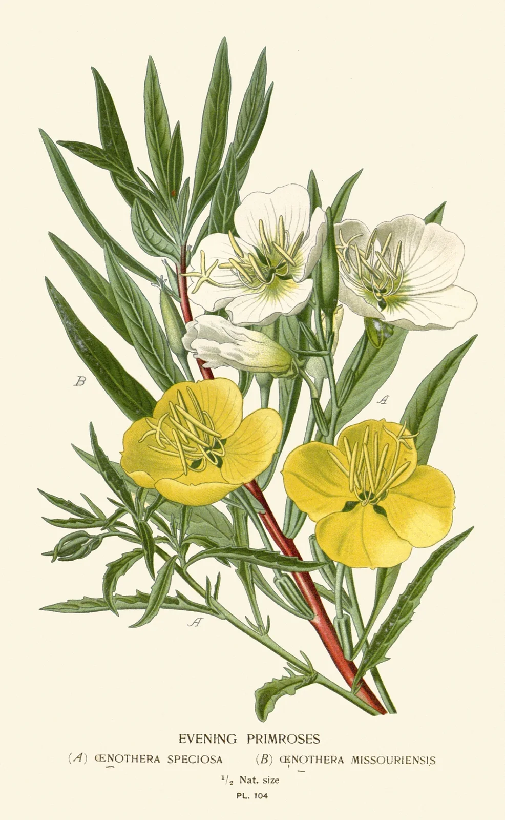 Evening Primroses av Edward Step
