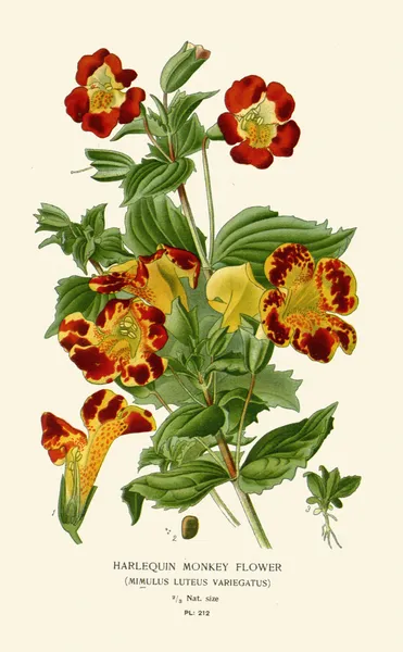 Harlequin Monkey Flower av Edward Step