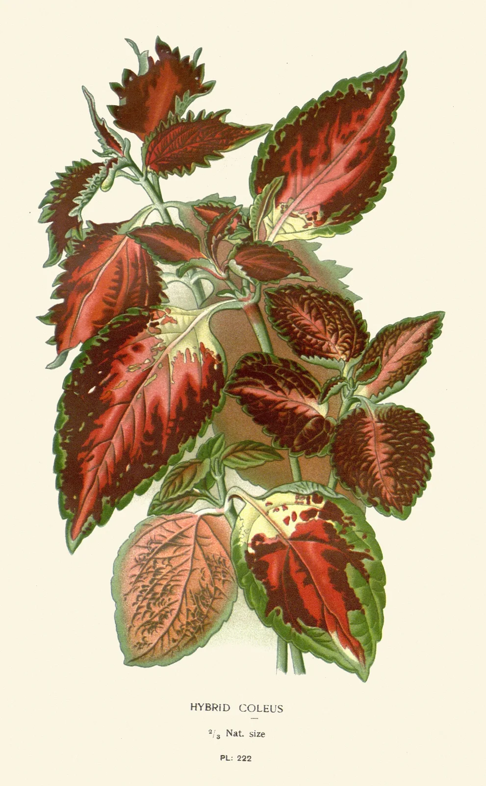 Hybrid Coleus av Edward Step