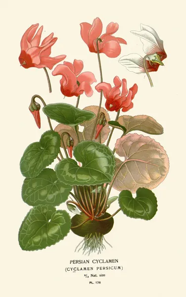 Persian Cyclamen av Edward Step