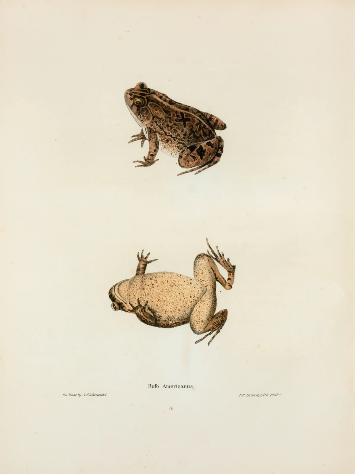 Bufo Americanus av John Edwards Holbrook