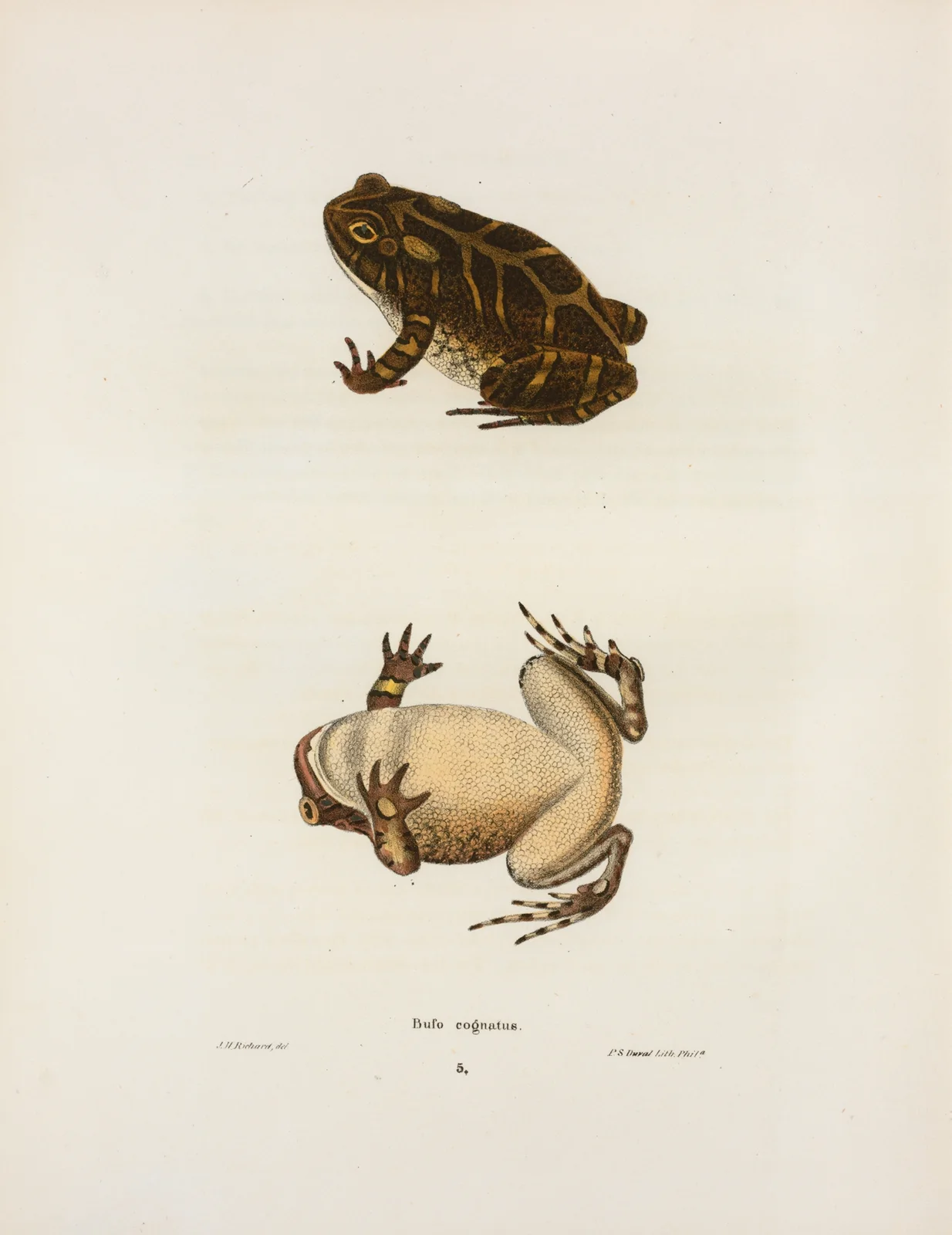 Bufo cognatus av John Edwards Holbrook