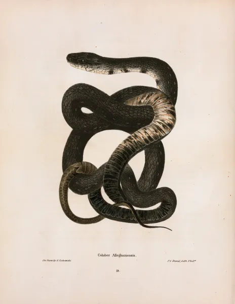 Coluber Alleghaniensis. av John Edwards Holbrook