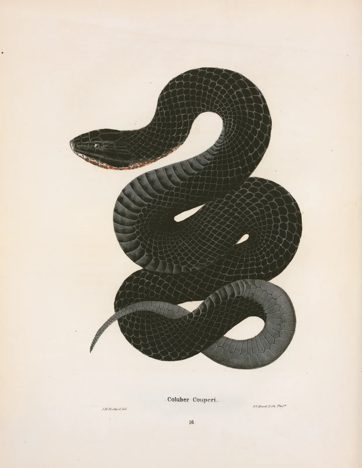 Coluber Couperi. av John Edwards Holbrook