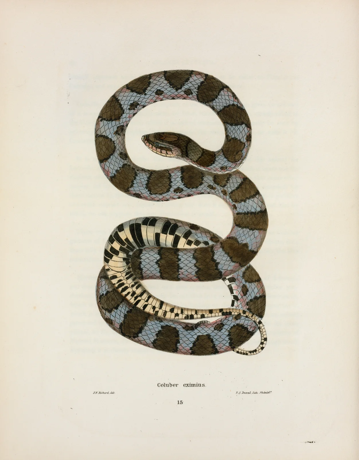 Coluber eximius. av John Edwards Holbrook