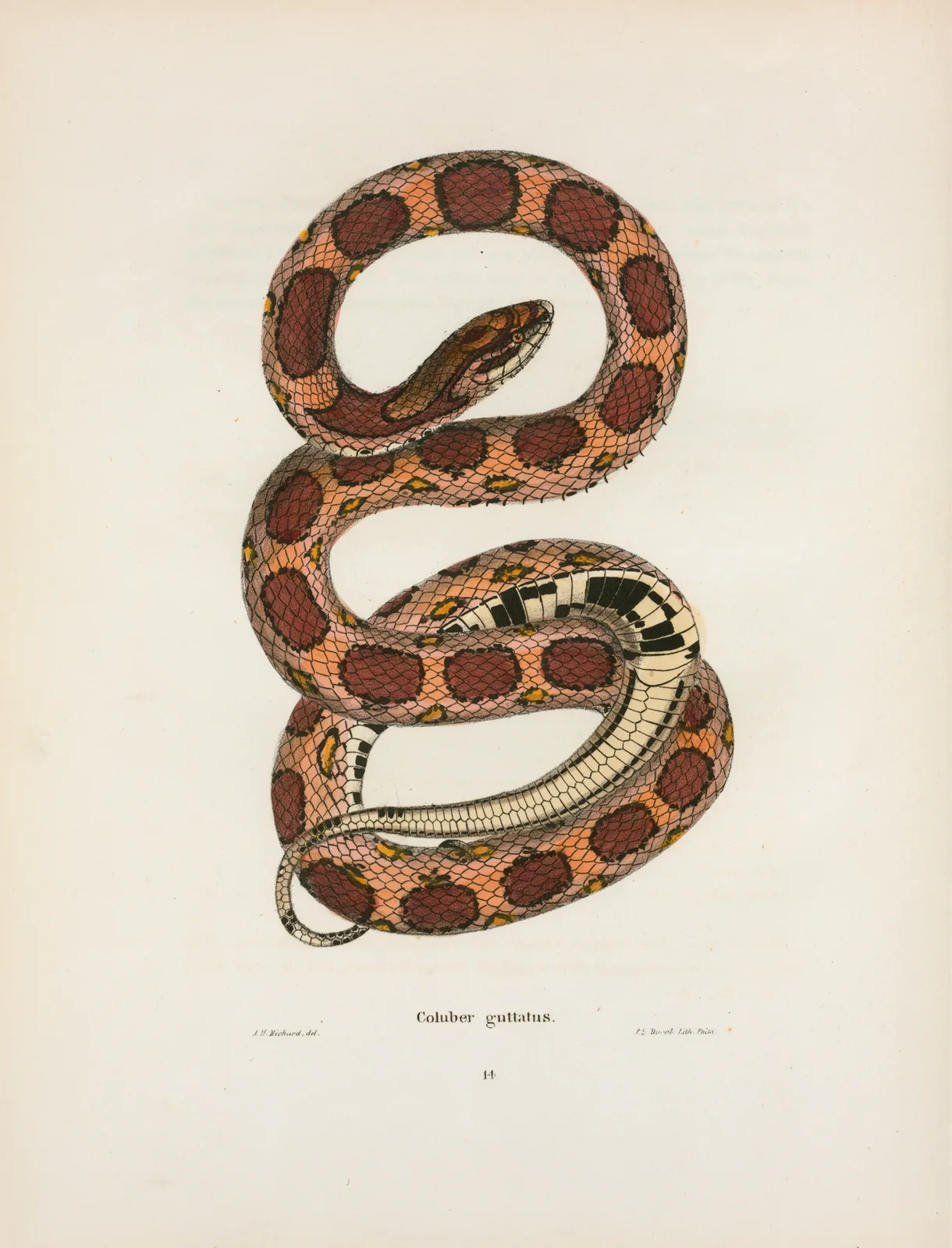 Coluber guttatus. av John Edwards Holbrook