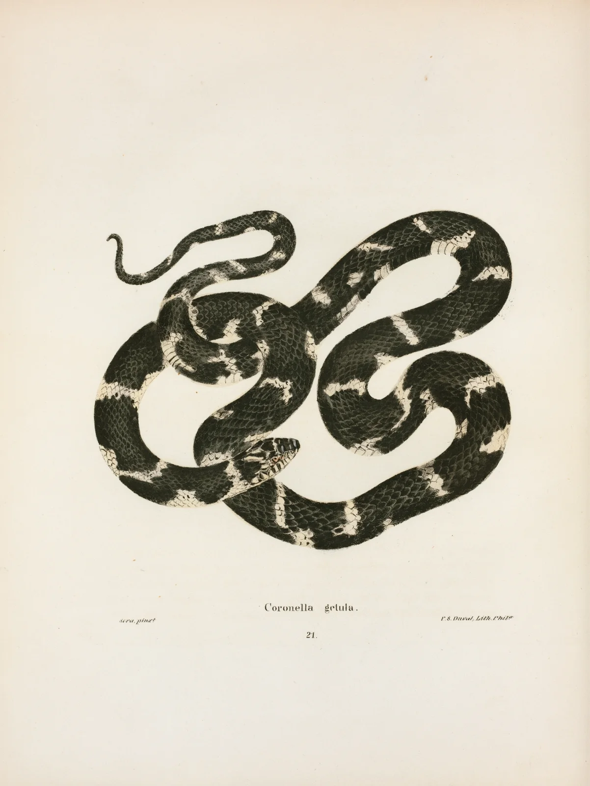 Coluber quadrivittatus. av John Edwards Holbrook