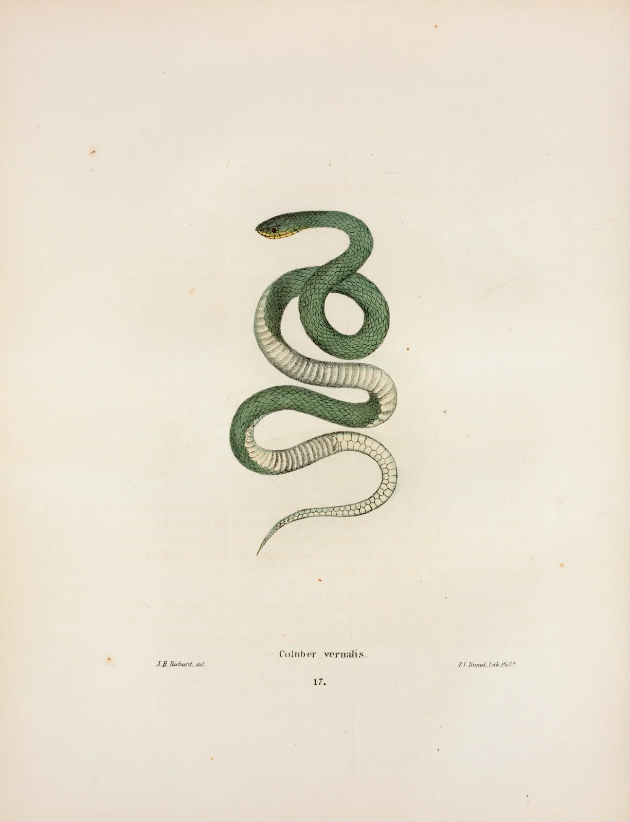 Coluber vernalis. av John Edwards Holbrook
