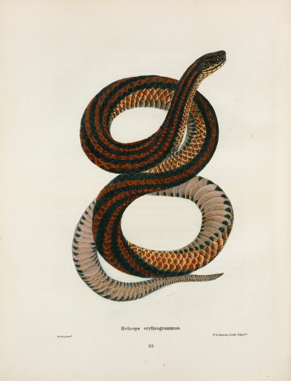 Coronella doliata. av John Edwards Holbrook