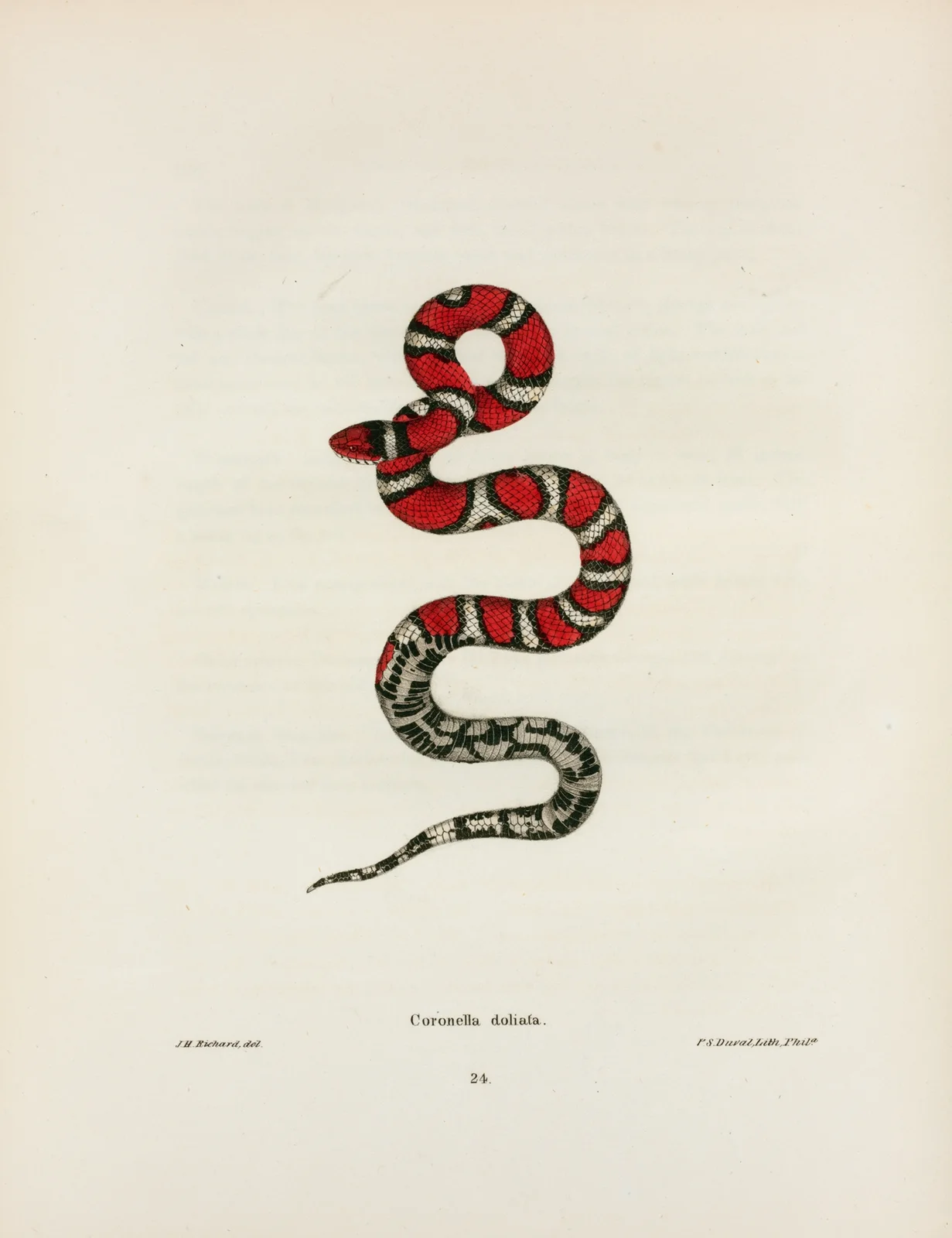 Coronella rhombo-maculata. av John Edwards Holbrook