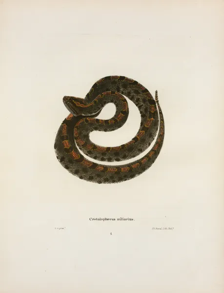 Crotalophorus miliarius. av John Edwards Holbrook