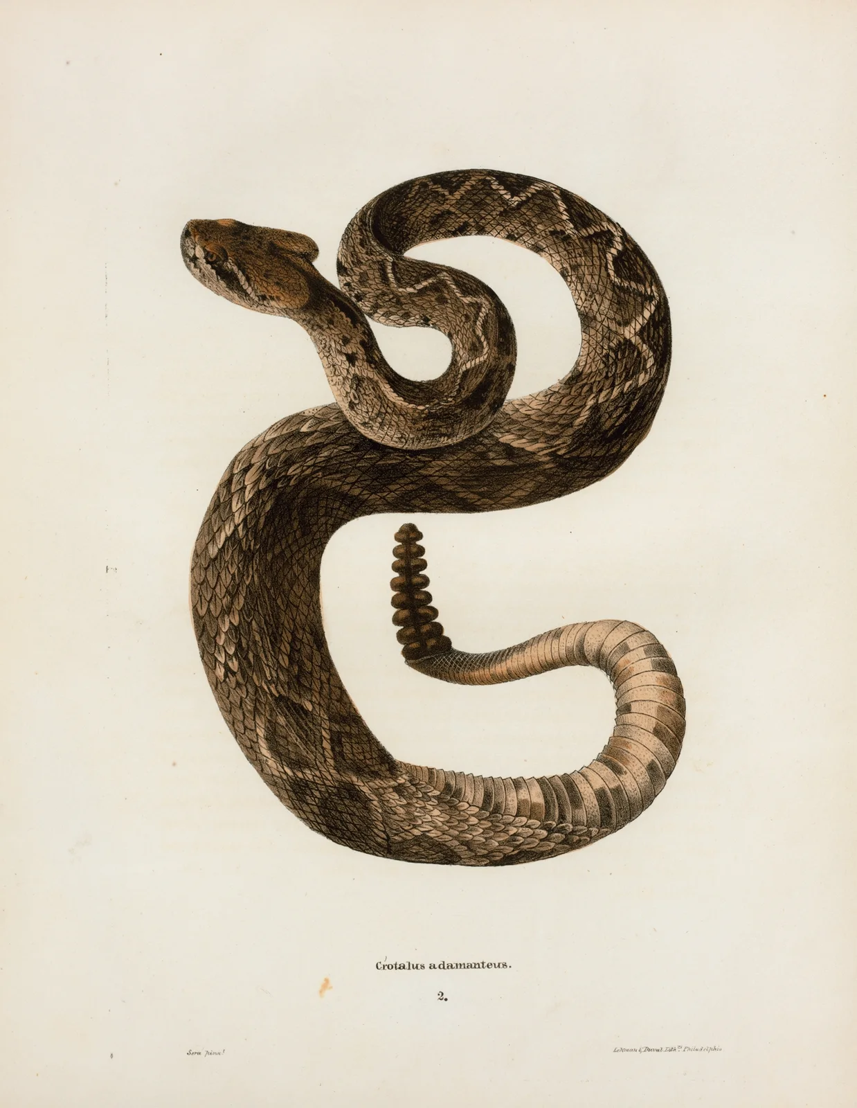 Crotalus adamanteus. av John Edwards Holbrook