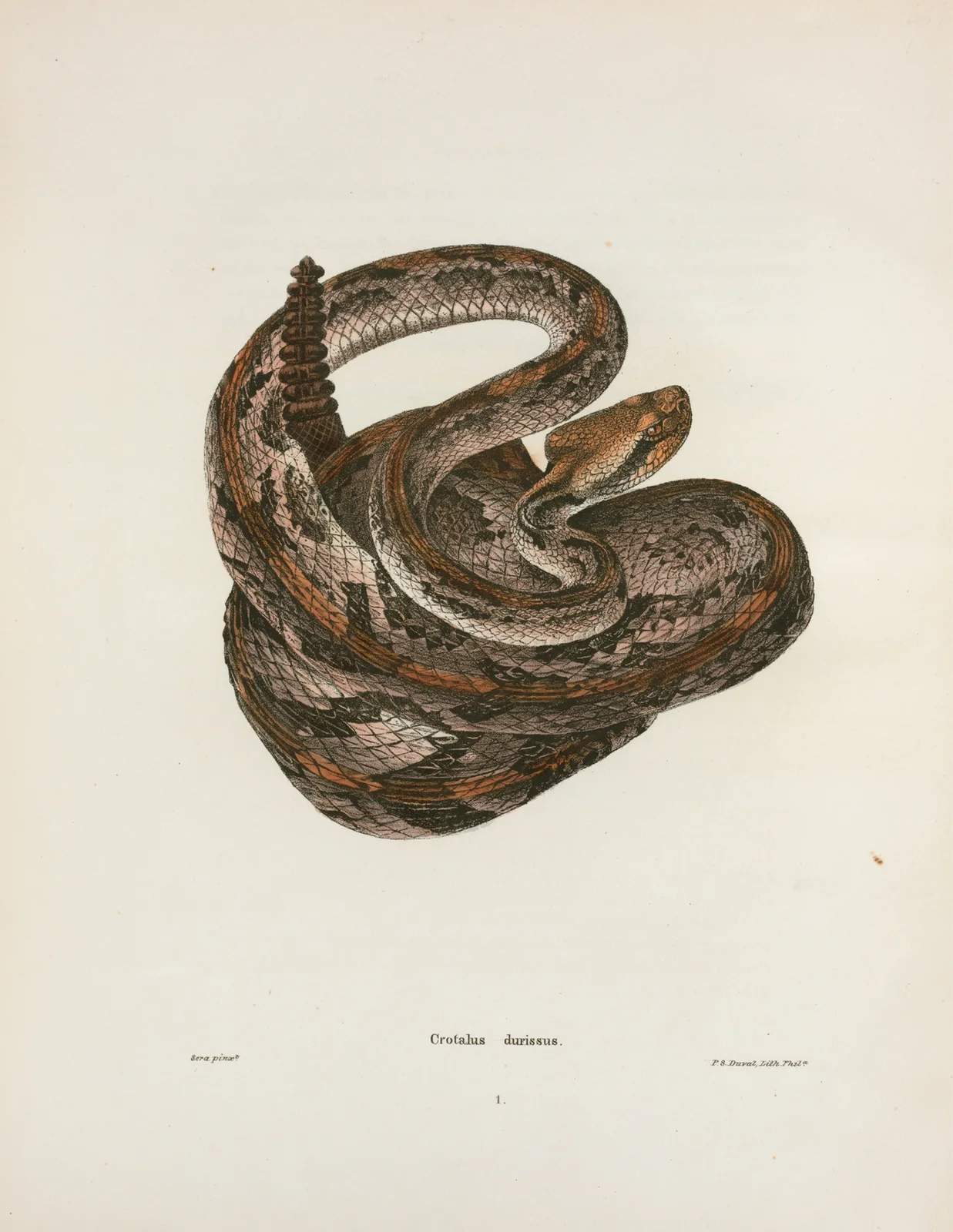 Crotalus durissus. av John Edwards Holbrook