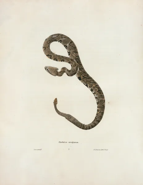 Crotalus oregonus. av John Edwards Holbrook