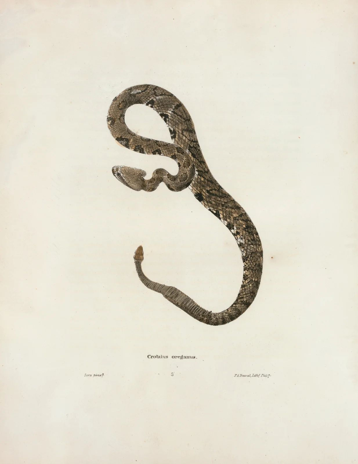 Crotalus oregonus. av John Edwards Holbrook