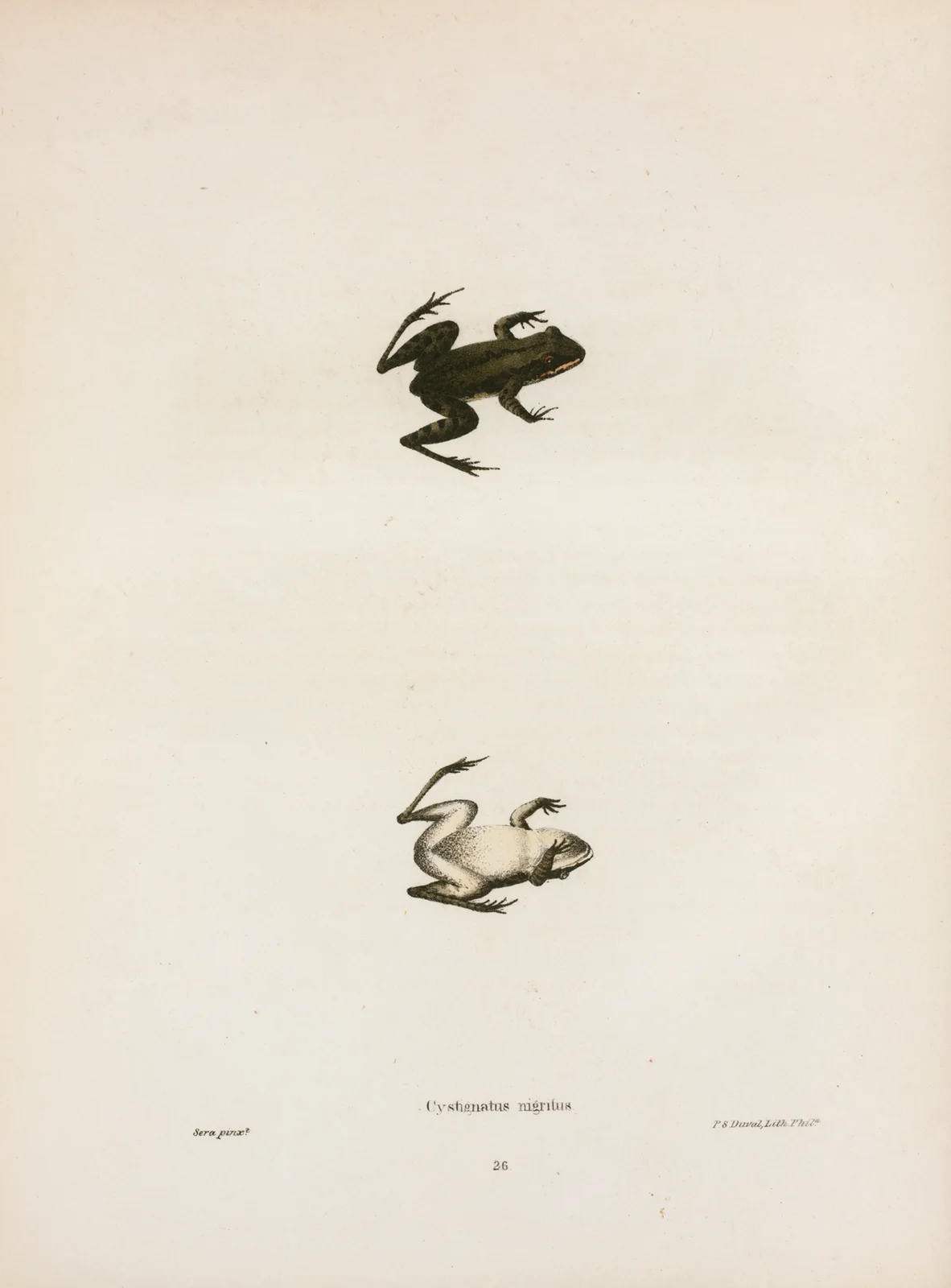 Cystignathus nigritus av John Edwards Holbrook