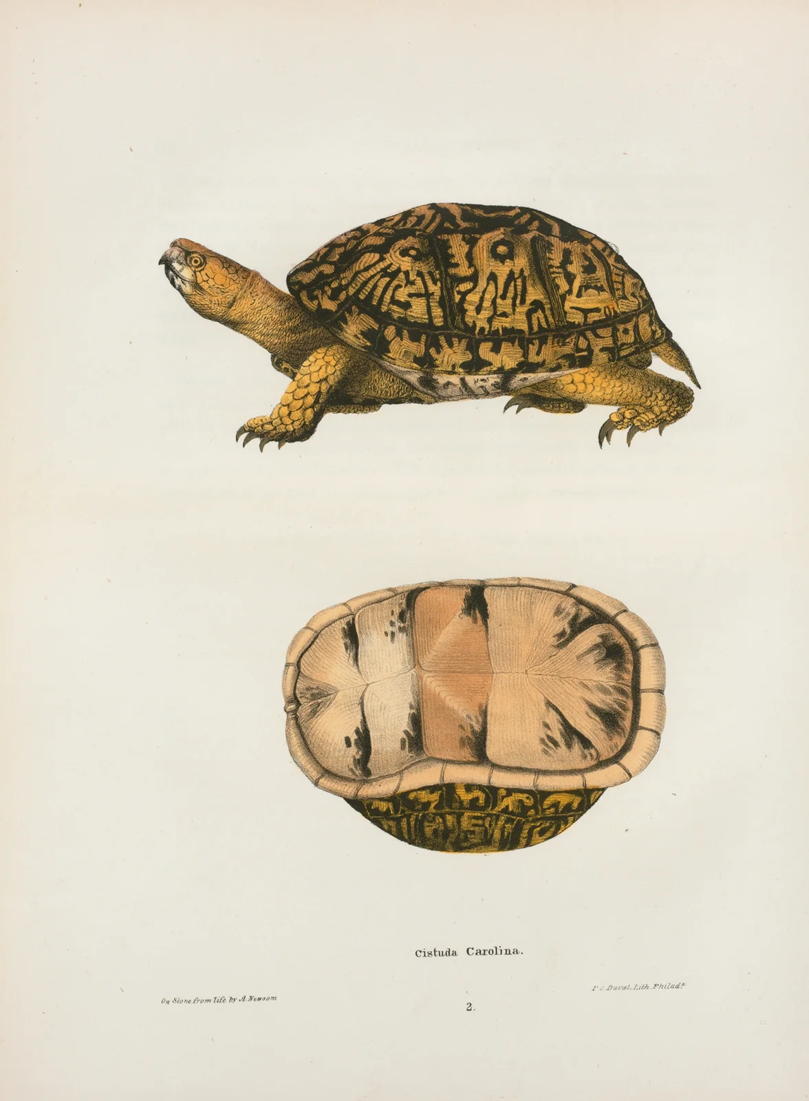 Emys reticulata. av John Edwards Holbrook