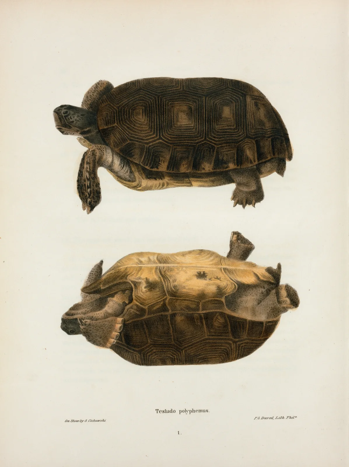 Emys rubriventris. av John Edwards Holbrook
