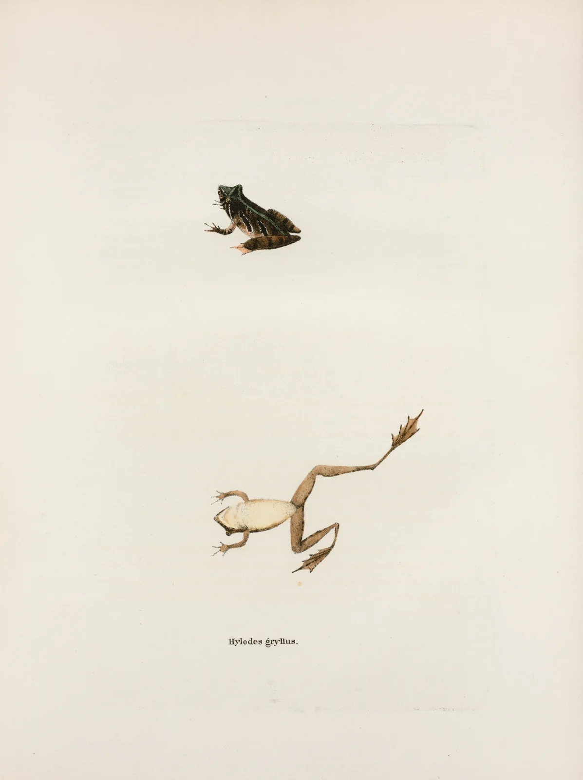 Hylodes gryllus av John Edwards Holbrook