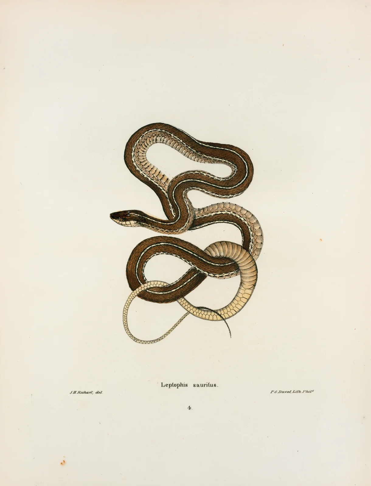 Leptophis sauritus. av John Edwards Holbrook