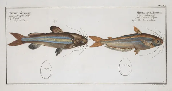 1. Silurus atherinoides, The Silver stripe; 2. Silurus vittatus, The striped Silure. av Marcus Elieser Bloch