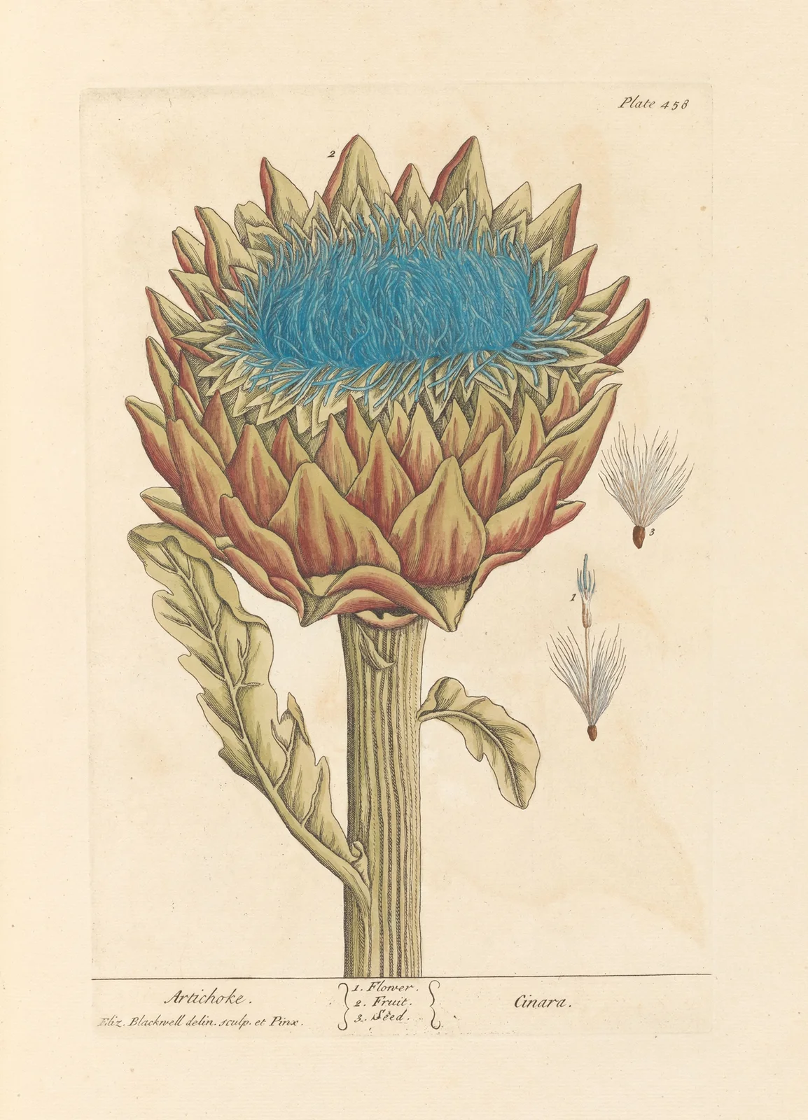 Artichoke av Elizabeth Blackwell